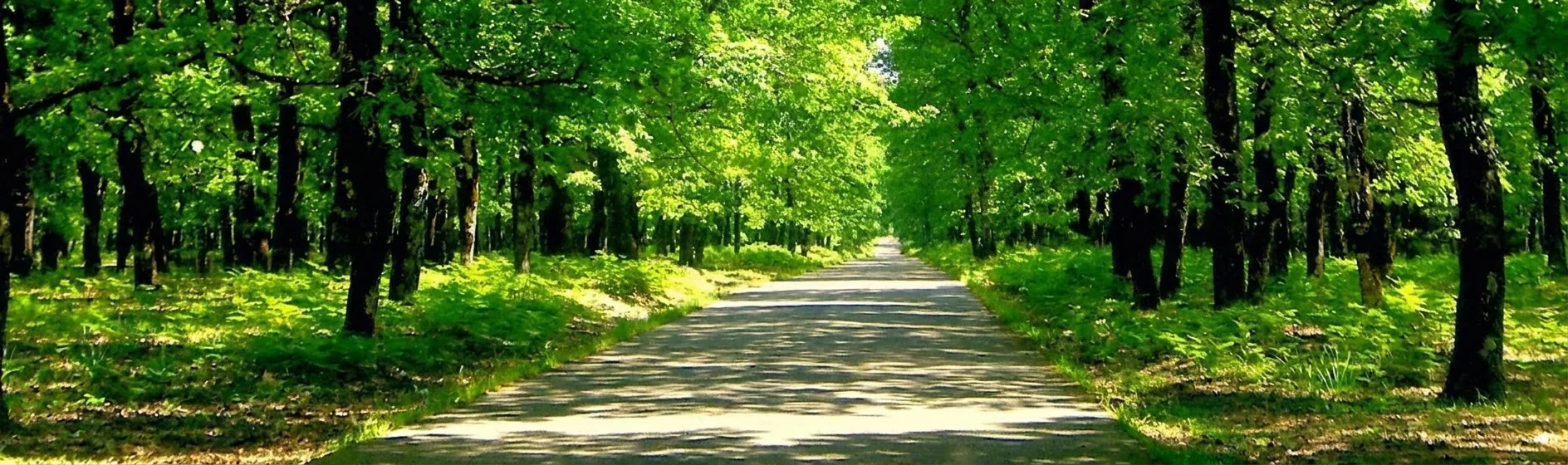 Δασικός δρόμος μέσα στη Φολόη